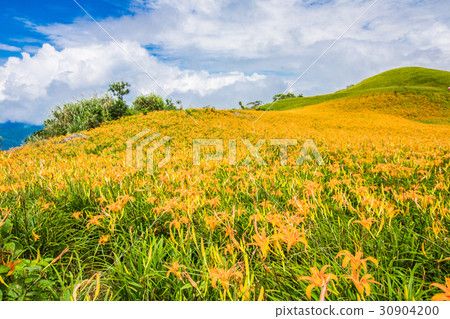 台灣花蓮富里六十石山金針花海Asia Taiwan Hualien Mountains 30904200