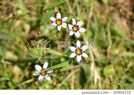 Niwazeki Show(花園虹膜) Niwazeki Show(花園虹膜) 30904238