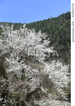 Cherry blossoms Cherry blossoms 30904239