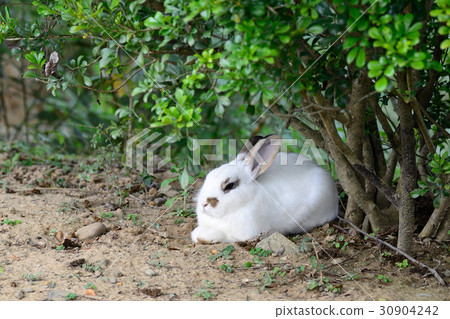 Hare Hare 30904242