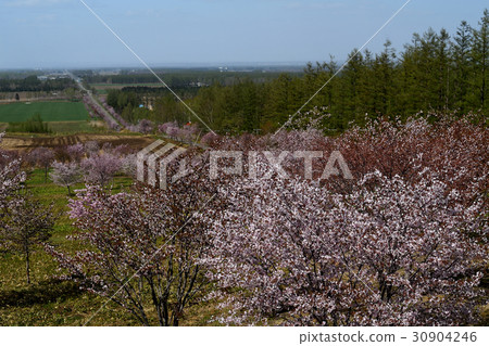 春天在北海道 春天在北海道 30904246