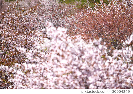 Spring in Hokkaido Spring in Hokkaido 30904249
