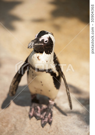 A single penguin looking for partner. A single penguin looking for partner. 30904368