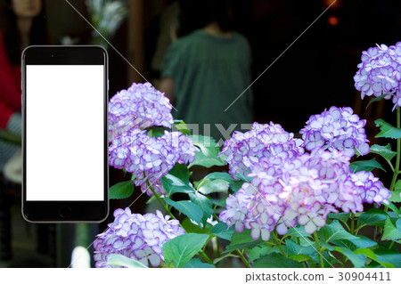 Hydrangea hydrangea hydrangea rainy season smartphone, screen, smartphone, mobile phone 30904411