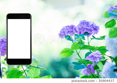 Hydrangea hydrangea hydrangea rainy season smartphone, screen, smartphone, mobile phone 30904437