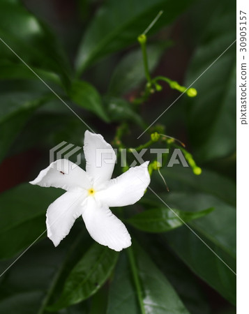 white Gerdenia Crape Jasmine, white flowers white Gerdenia Crape Jasmine, white flowers 30905157