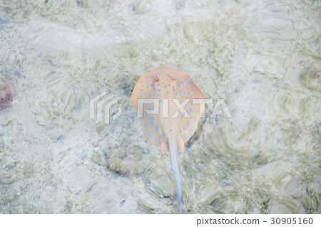 Blue dotted stingray floating under the water Blue dotted stingray floating under the water 30905160