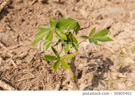 small cassava growing tree 30905401