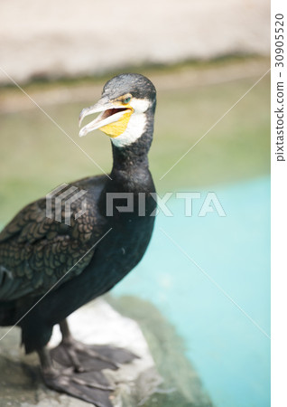 A large majestic looking Cormorant bird.  30905520
