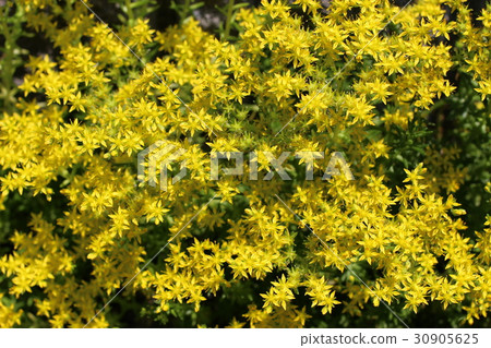 黃花 黃花 30905625