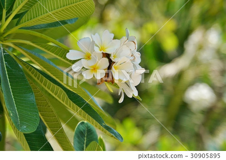 老撾國花，雞蛋花（日文名：Indosokay） 30905895