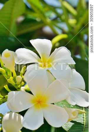 National Flower of Laos, Plumeria (Japanese name: Indosokay) National Flower of Laos, Plumeria (Japanese name: Indosokay) 30905897
