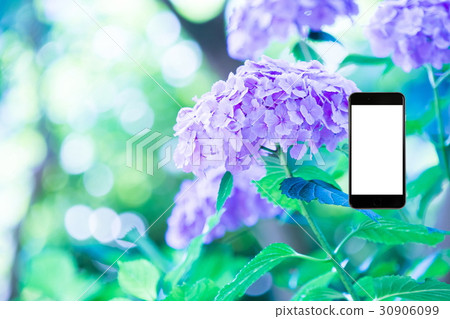 Hydrangea hydrangea hydrangea rainy season smartphone, screen, smartphone, mobile phone 30906099
