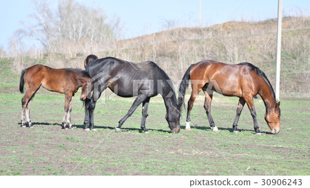 Horses at the farm 30906243
