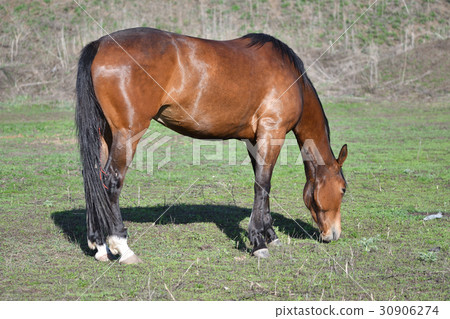 Horses at the farm 30906274