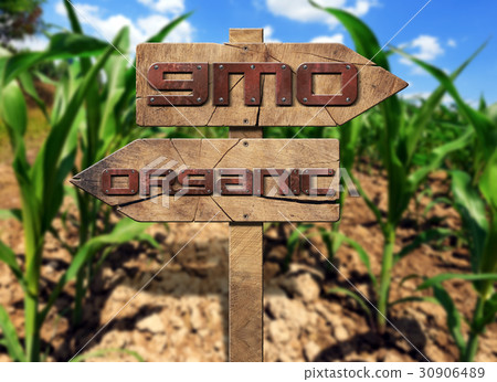 GMO and Organic Sign on a Corn Field 30906489