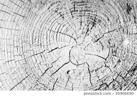 Circular pattern of old wooden log section 30906690