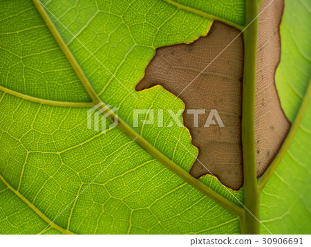 Abstract Green leaves background. Leaf texture,Dry 30906691