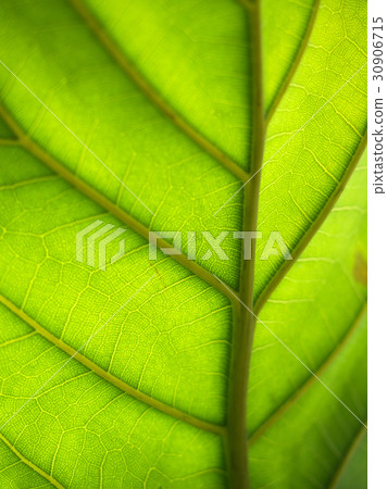 Green leaves background. Leaf texture 30906715