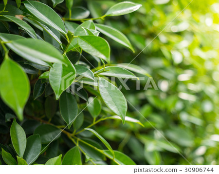 Green bush background, Ficus annulata background 30906744