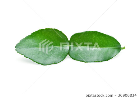 Kaffir lime leaf isolated on white background 30906834