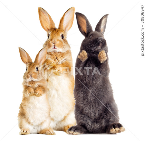 rabbit is standing on its hind legs rabbit is standing on its hind legs 30906947