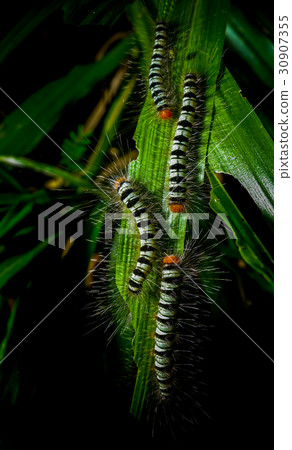 Worm on a grass in the garden Worm on a grass in the garden 30907355