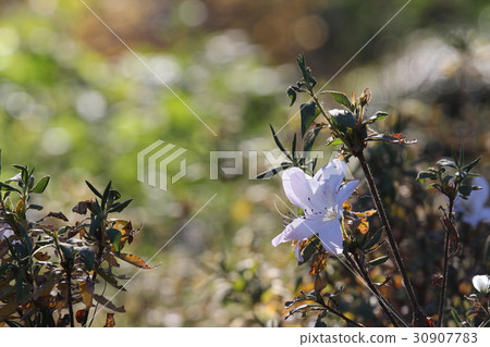 琉球杜鵑花白琉球 琉球杜鵑花白琉球 30907783
