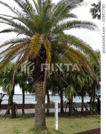 Emperor and Empress Empress Women's Welfare Memorial planting tree Phoenix 30907790