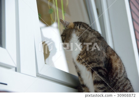 Pheasant cat who peeps into the house Pheasant cat who peeps into the house 30908872