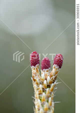 Pine flowers 30908931