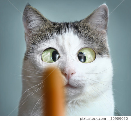 funny cat at ophtalmologist appointmet 30909050