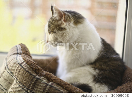 siberian tom cat relaxing in catbed close up photo siberian tom cat relaxing in catbed close up photo 30909068