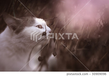 country cat spring outdoor portrait 30909096