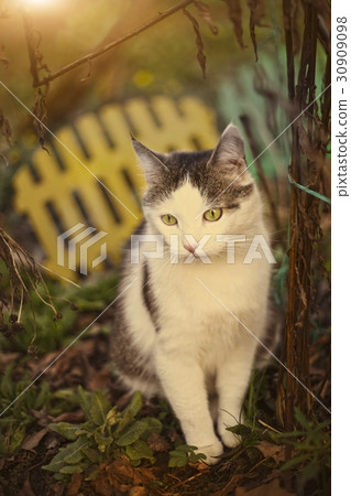 country cat spring outdoor portrait 30909098
