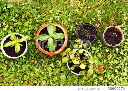 lawn and pot sprout plant close up photo lawn and pot sprout plant close up photo 30909274