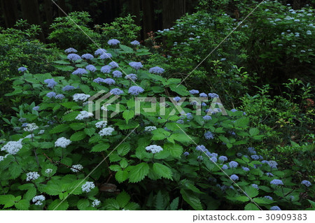 Forest of Cordisai Nara Prefecture Tohnogo Pass Forest of Cordisai Nara Prefecture Tohnogo Pass 30909383