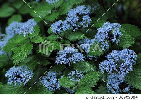 Cordyceps Cordyceps 30909384