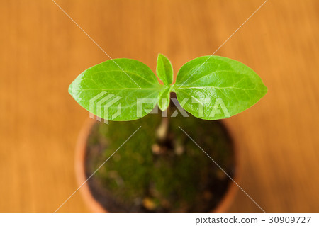 New Leaf, Eco Image 30909727