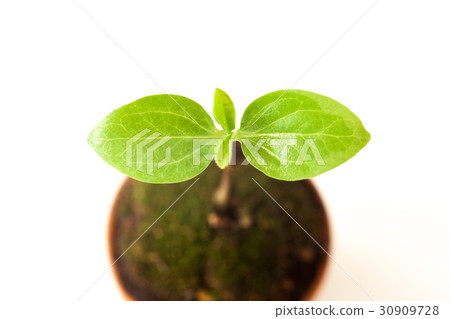 New Leaf, Eco Image 30909728