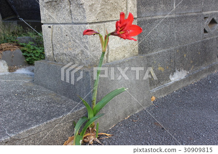 Flowers Flowers 30909815