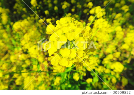 Landscape with rape flower at Miyama Ukima Park 30909832