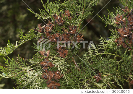 Fruit that can not be burned 30910045