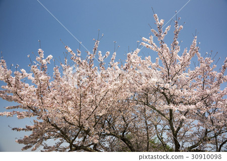櫻花 30910098