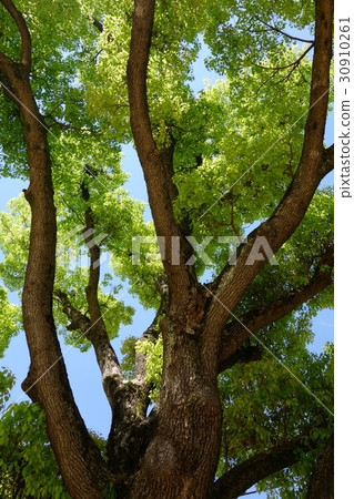 Camphor tree Camphor tree 30910261