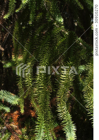 鋒利的巴西松葉 30910270