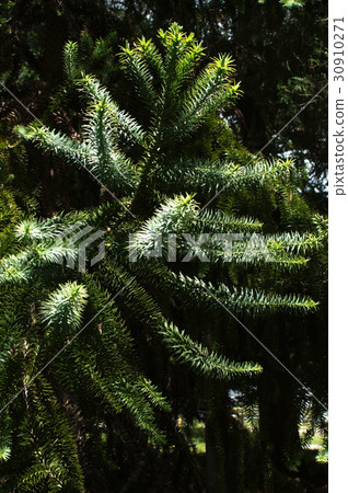 鋒利的巴西松葉 鋒利的巴西松葉 30910271