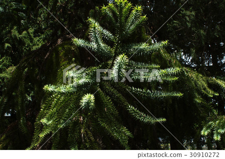 鋒利的巴西松葉 30910272