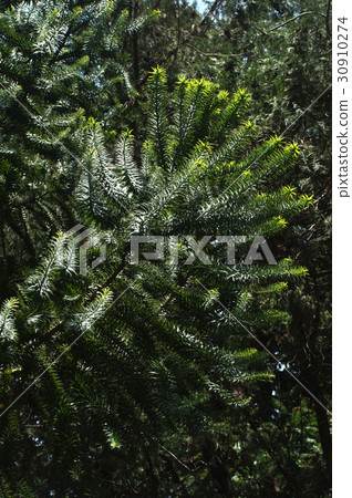 鋒利的巴西松葉 30910274