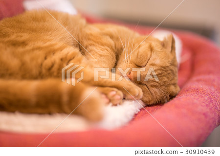Good night Nyanko Good night Nyanko 30910439